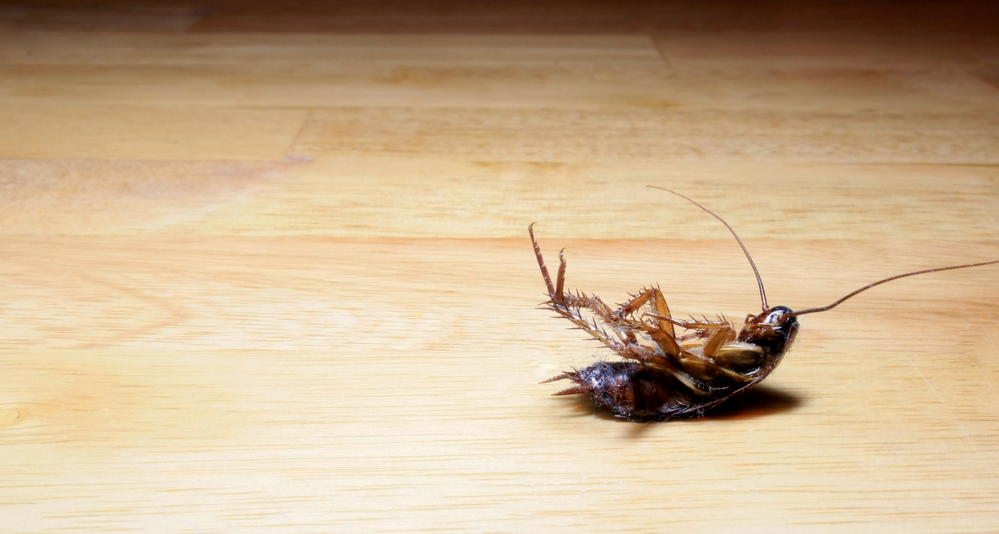 It’s Bugs Or Us Pest Control - Fort Worth | 128 N De Costa St, Fort Worth, TX 76111, USA | Phone: (682) 268-5170