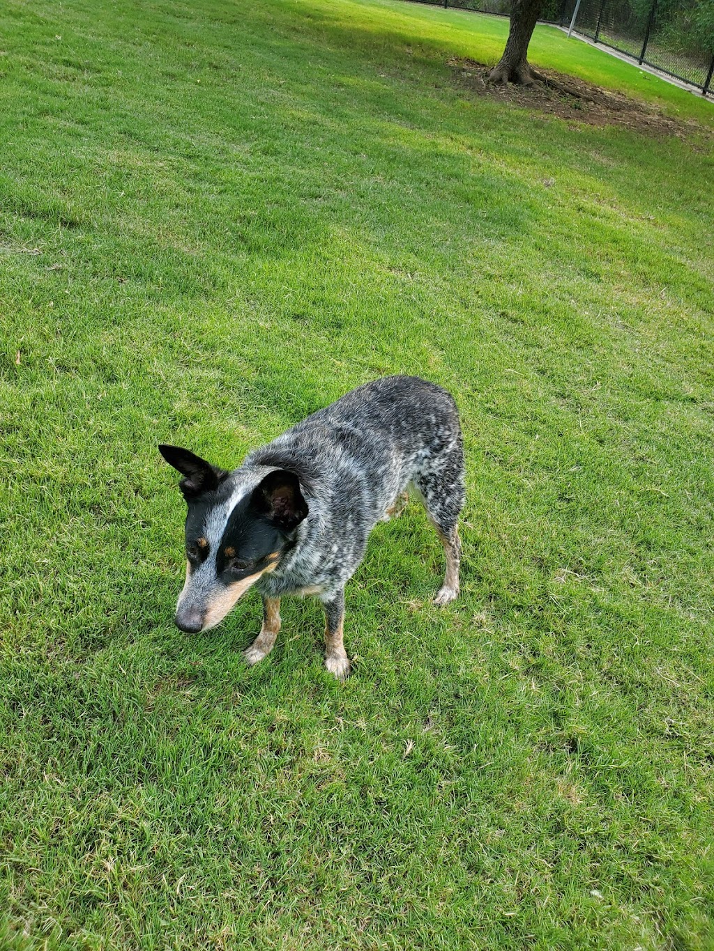 Ruff Range Dog Park | Memorial Road, 5335 4th Army Dr, Frisco, TX 75034, USA | Phone: (972) 292-6500