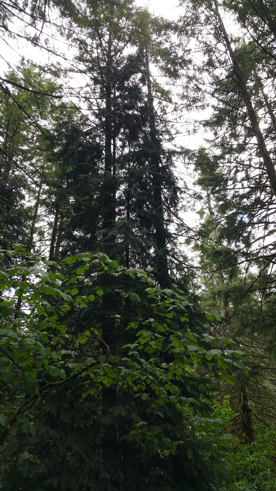 House of Whispering Firs | 20080 SW Jaquith Rd, Newberg, OR 97132, USA | Phone: (503) 628-3695