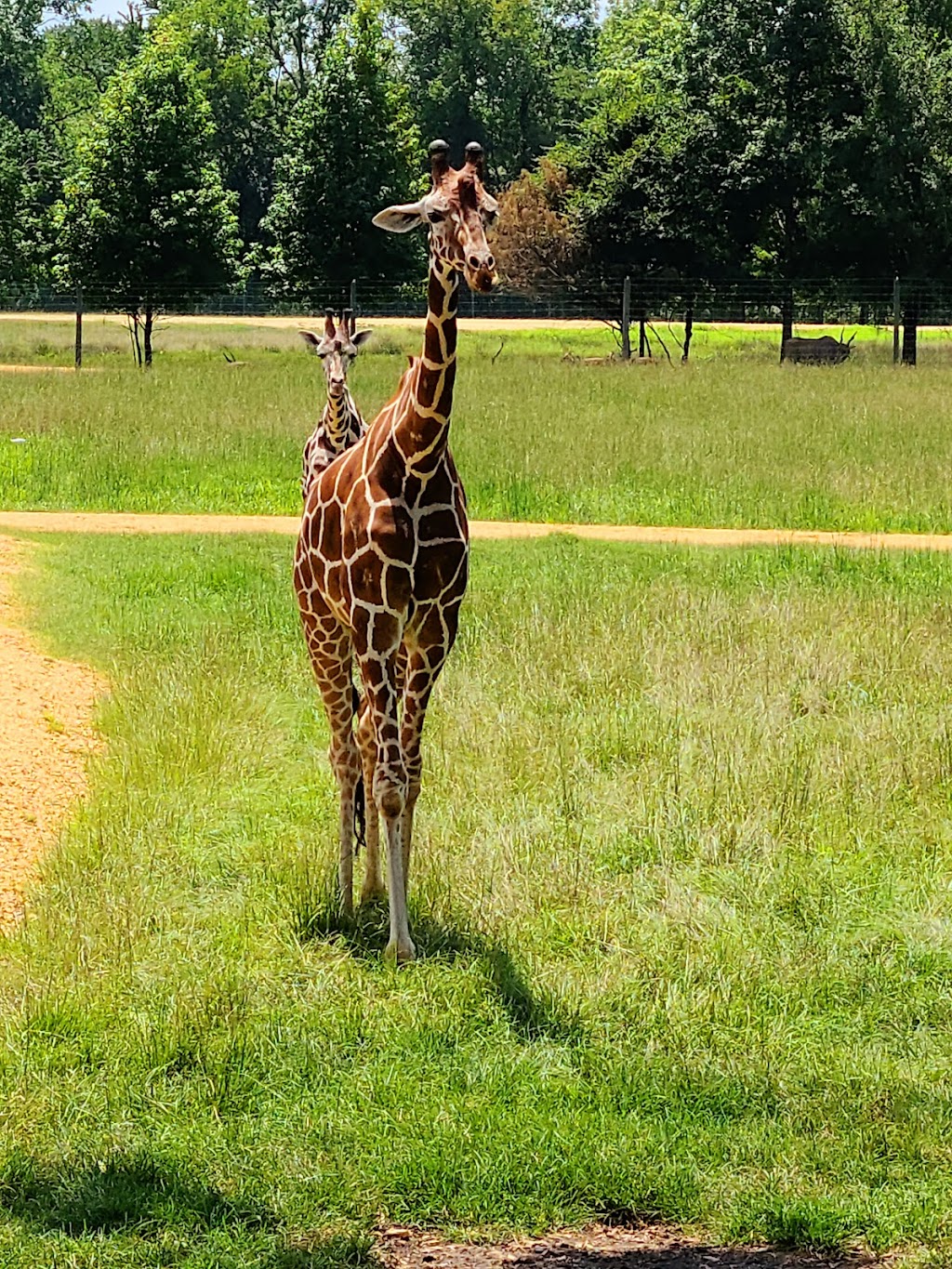 Alabama Safari Park | 1664 Venable Rd, Hope Hull, AL 36043, USA | Phone: (334) 288-2105