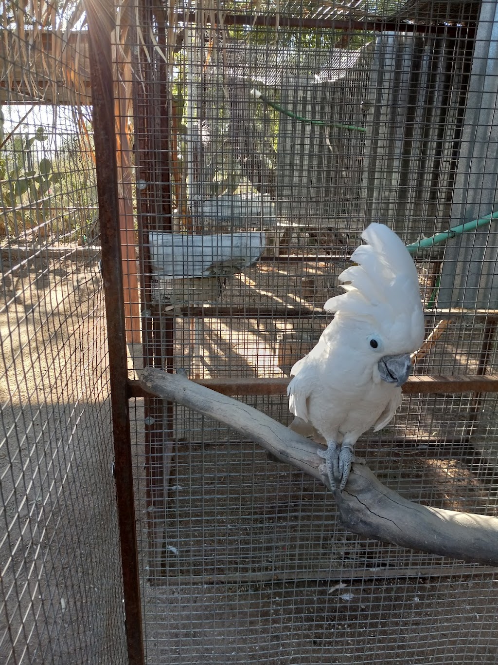 Arizona Parrots | 10505 E Escalante Rd, Tucson, AZ 85730 | Phone: (520) 298-0379