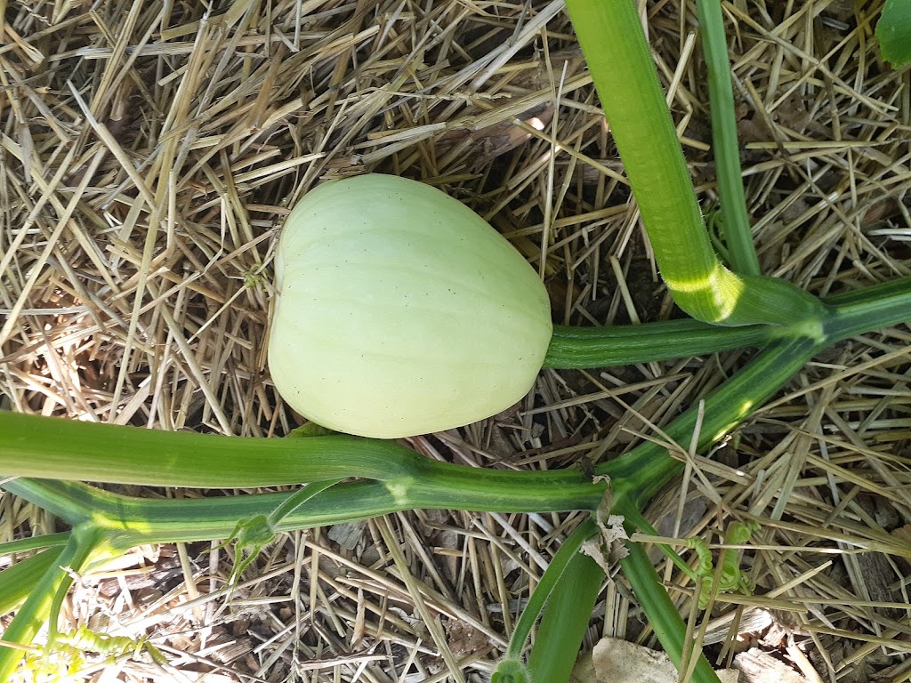 Cuyahoga Falls Community Gardens at Keyser Park | 783 W Bath Rd, Cuyahoga Falls, OH 44223, USA | Phone: (330) 923-4524