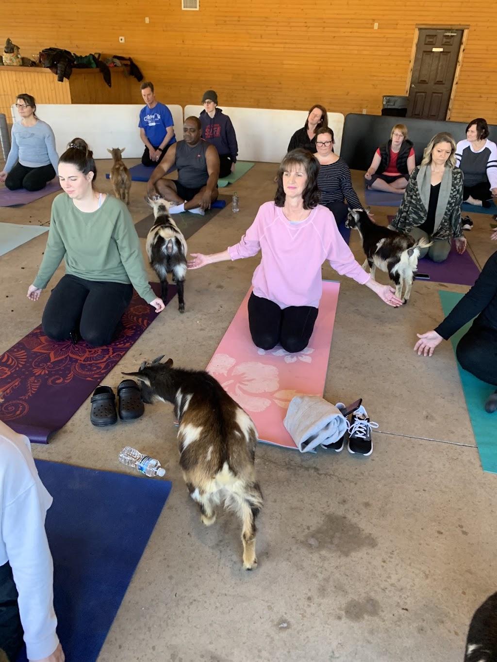 Goat Yoga of Southern IL | 10668 Niggli Rd, Alhambra, IL 62001, USA | Phone: (618) 540-2546