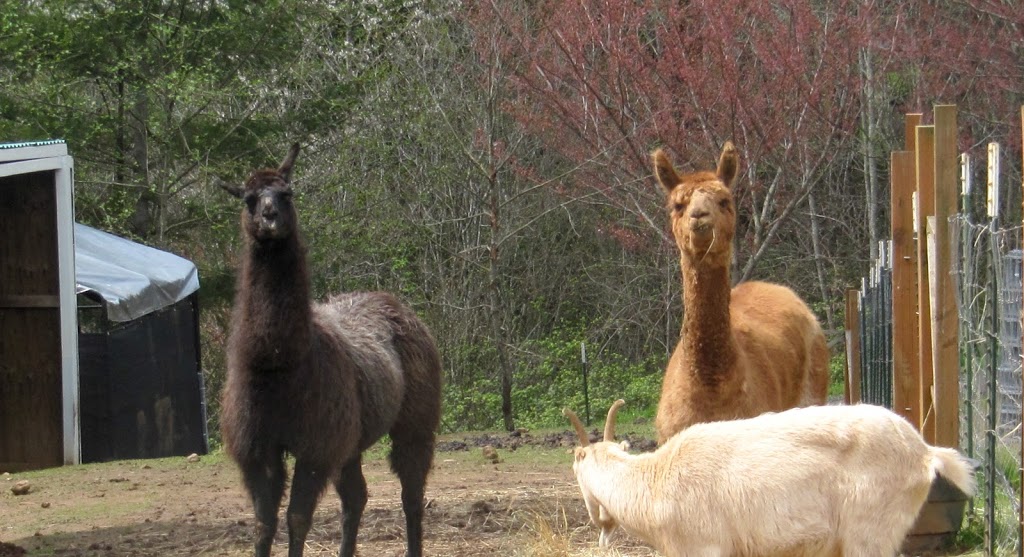 Ireland Greens Adult Family Home | 30400 NE Ireland Rd, Camas, WA 98607, USA | Phone: (360) 834-0705