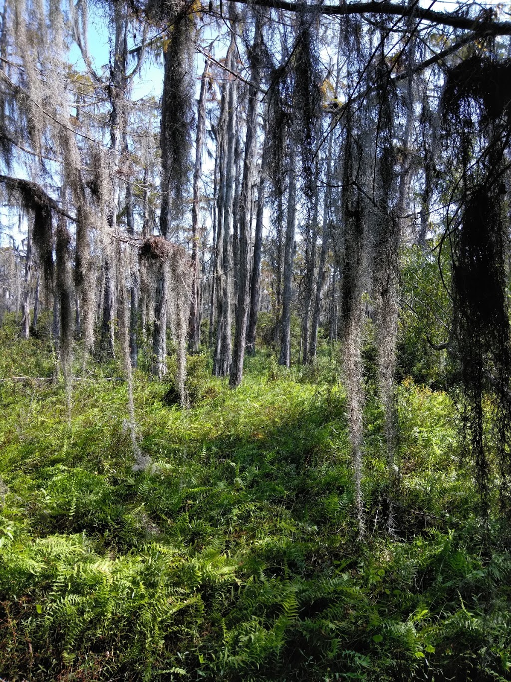 Lafittes Barataria Museum and Wetland Trace | 4917 City Park Dr, Jean Lafitte, LA 70067 | Phone: (504) 689-7888