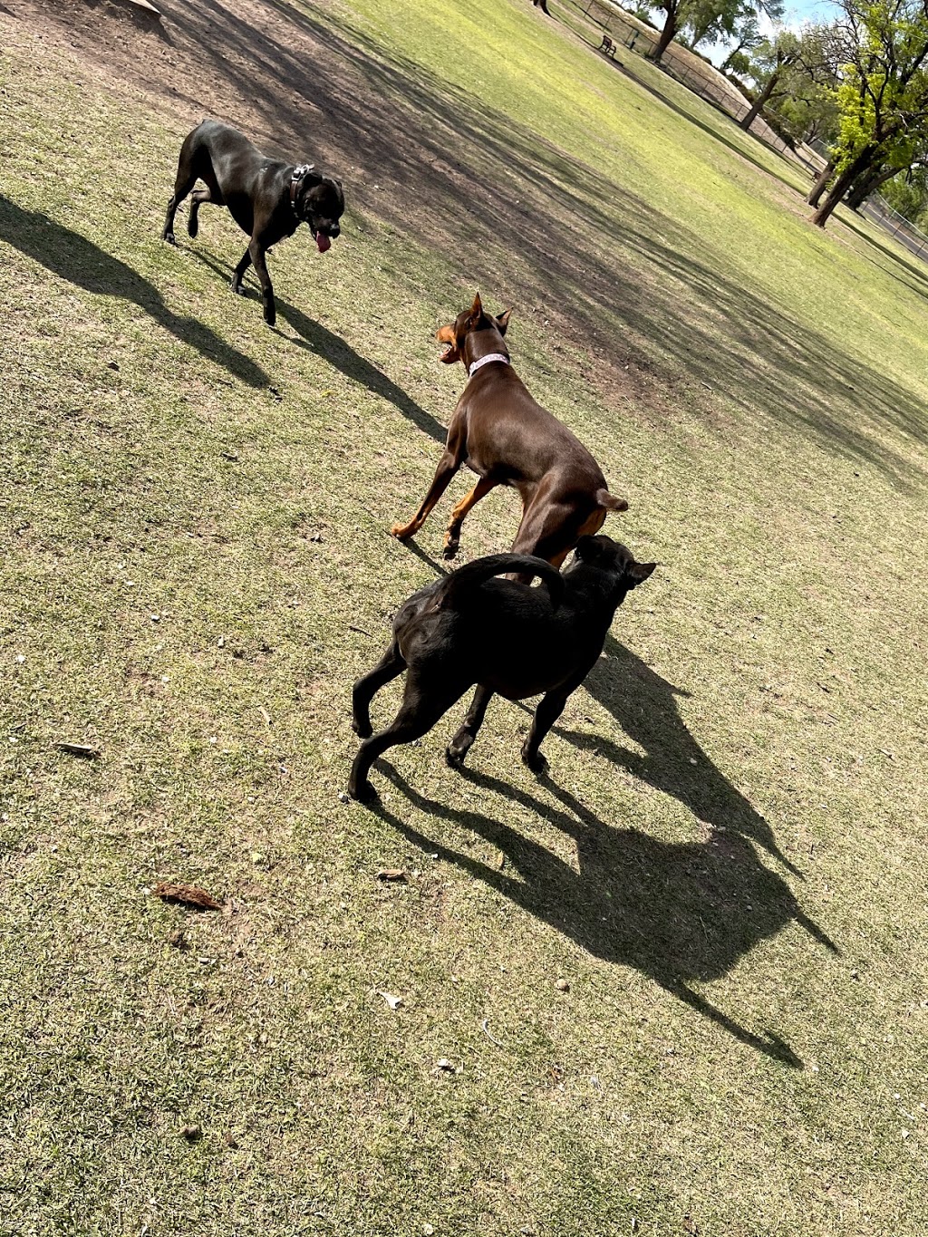 Canyon Run Dog Park at Mackenzie Park | 3801 Avenue B, Lubbock, TX 79404, USA | Phone: (806) 775-2687