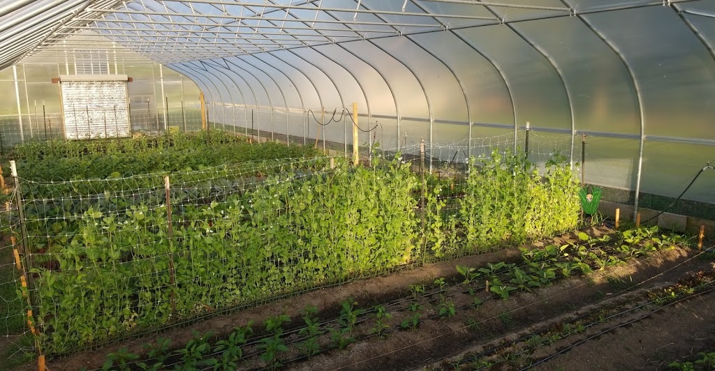 Oakland University Student Organic Farm | 3070 Butler Rd, Rochester, MI 48309, USA | Phone: (248) 894-2841