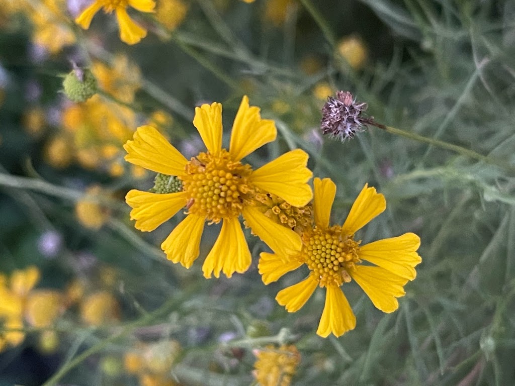 Sakura Dreams Butterfly and Wildlife Habitat | 682 Firestone St NE, Palm Bay, FL 32907, USA | Phone: (760) 237-8180