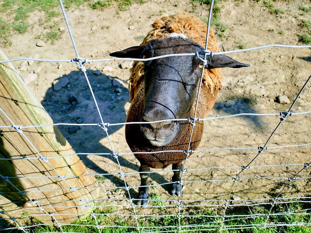 Critter Country Animal Farm | 914 PA-981, Smithton, PA 15479, USA | Phone: (724) 872-5988