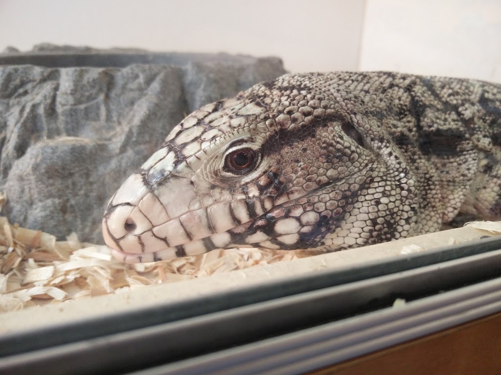 Strickly Reptiles | 10278 Indiana Ave Suite A, Riverside, CA 92503, USA | Phone: (951) 352-2700