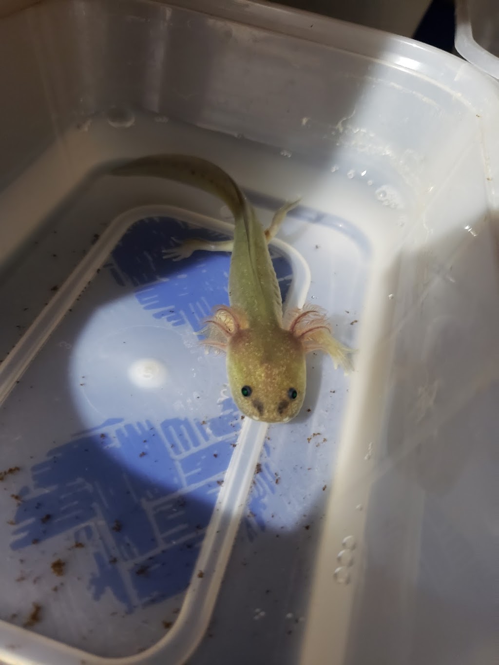 Awesome Axolotls | 10902 W Camas St, Boise, ID 83709, USA | Phone: (208) 602-3995