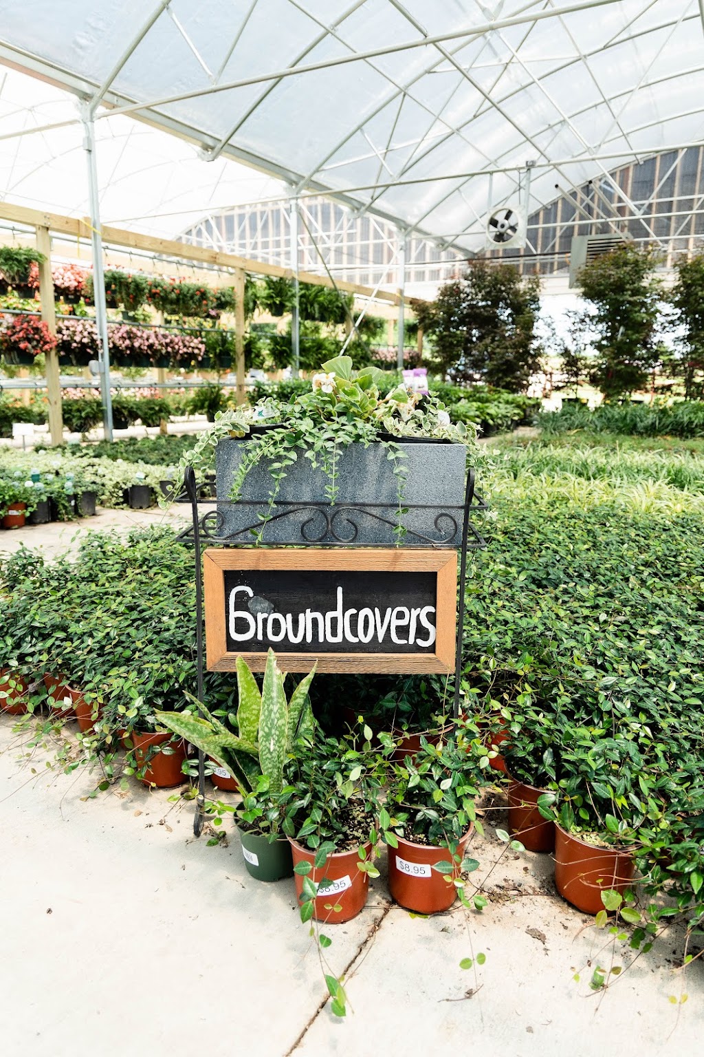 Home Grown Plants | 2675 E Audie Murphy Pkwy, 2675 W Audie Murphy Pkwy, Farmersville, TX 75442 | Phone: (972) 523-9356