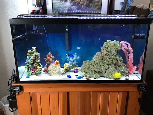 Crabbi Pattis Aquarium Shop | 1100 US-27 #1, Clermont, FL 34714, USA | Phone: (352) 404-8698 Crabbi Pattis Aquarium Shop | 1100 US-27 #1, Clermont, FL 34714, USA | Phone: (352) 404-8698