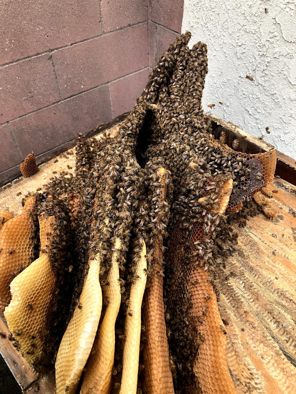 Family Bees Eco-Friendly | 11755 Dronfield Ave, Pacoima, CA 91331, USA | Phone: (818) 359-6800