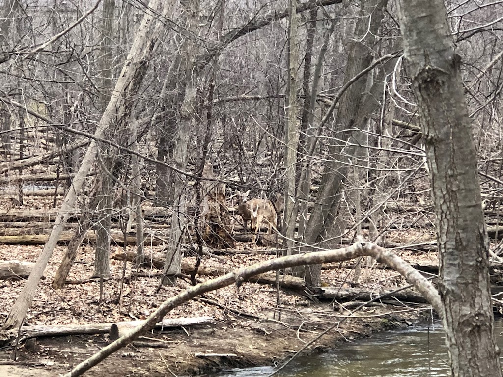 Dinosaur Hill Nature Preserve | 333 N Hill Cir, Rochester Hills, MI 48307, USA | Phone: (248) 656-0999