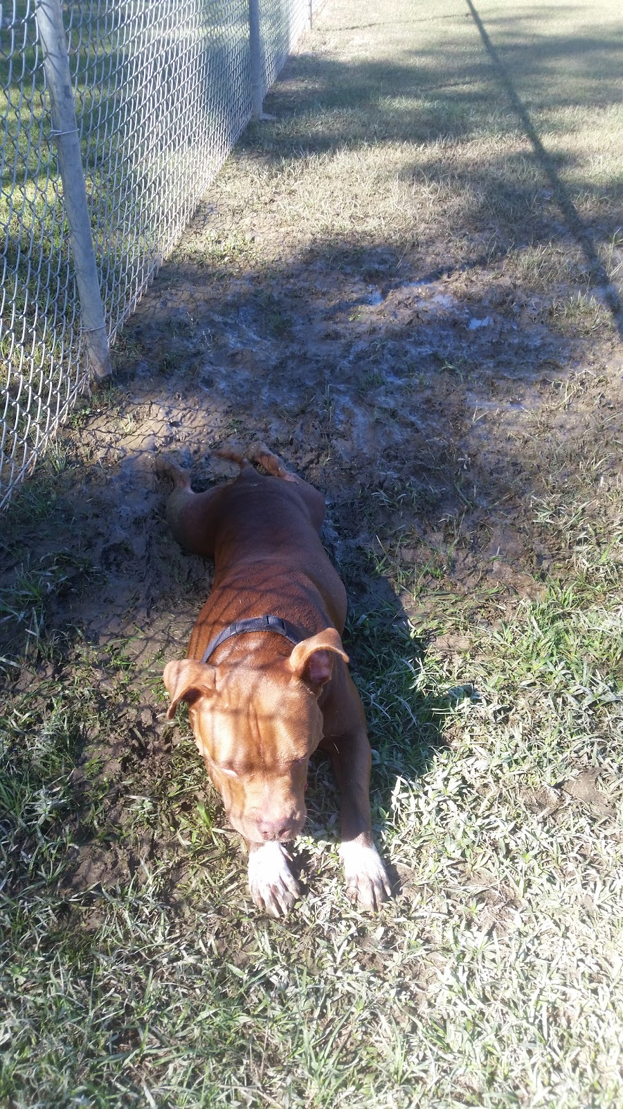 Pretty Acres Dog Park | 301 S Orchard Ln, Covington, LA 70433 | Phone: (985) 626-7997