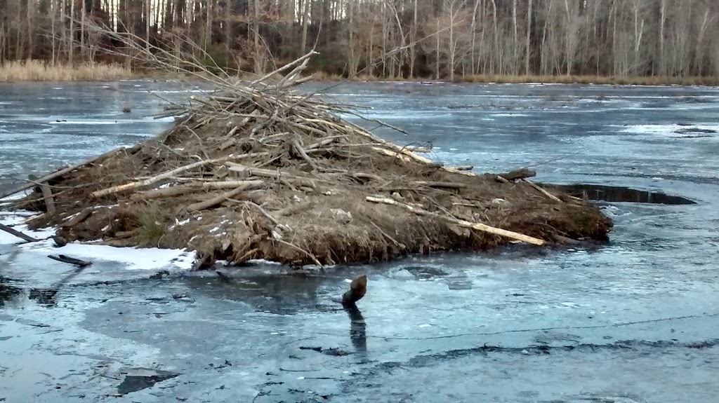 Beaver Marsh Nature Preserve | Cascadilla Street, Ambridge St, Durham, NC 27704, USA | Phone: (919) 698-9729