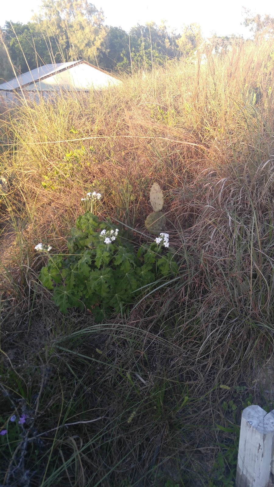 Sea Oats Cottage | 207 S 11th St, Port Aransas, TX 78373 | Phone: (361) 332-8212