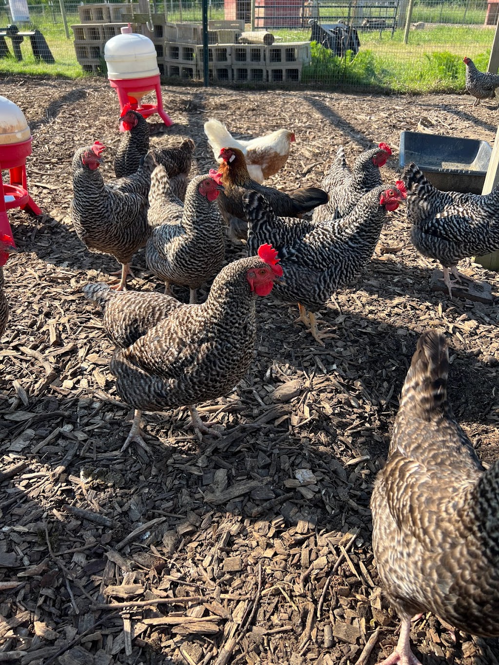 Fuster Cluck Farm | 3614 Glendale Rd, Kenly, NC 27542, USA | Phone: (919) 632-1433