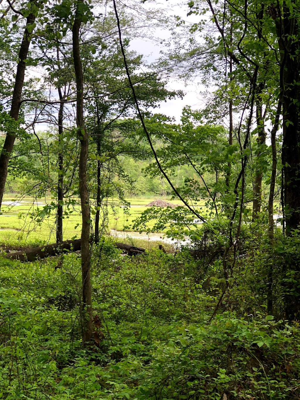 Beaver Marsh Nature Preserve | Cascadilla Street, Ambridge St, Durham, NC 27704, USA | Phone: (919) 698-9729