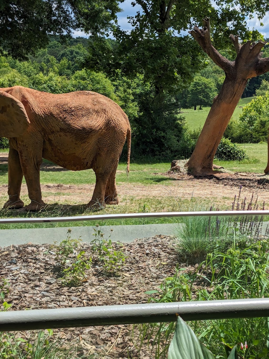 African Lion Habitat | Asheboro, NC 27205, USA | Phone: (800) 488-0444