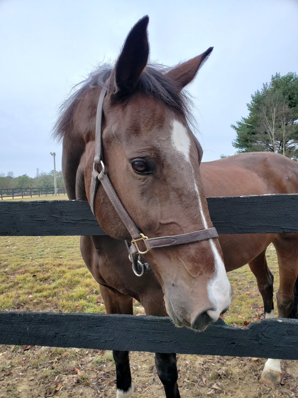 East Coast Equine Performance, LLC | 191 Bordentown Georgetown Rd, Chesterfield Township, NJ 08515, USA | Phone: (609) 298-0786