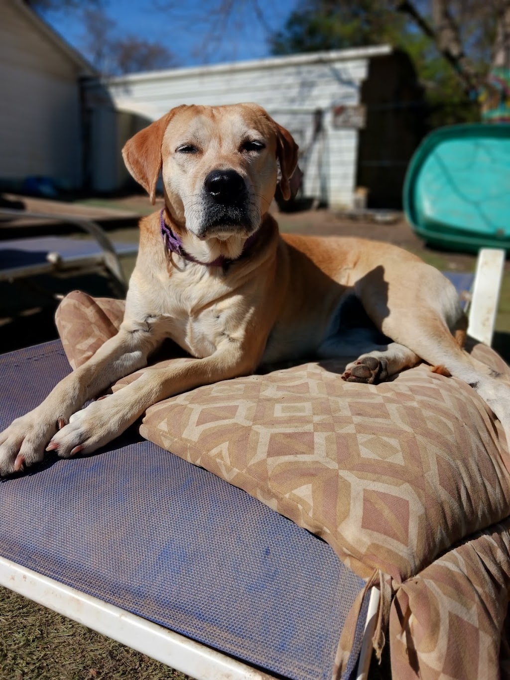 Wags and Whiskers Stay and Play | 900 Fort Mill Hwy, Indian Land, SC 29707, USA | Phone: (803) 548-3647 Wags and Whiskers Stay and Play | 900 Fort Mill Hwy, Indian Land, SC 29707, USA | Phone: (803) 548-3647