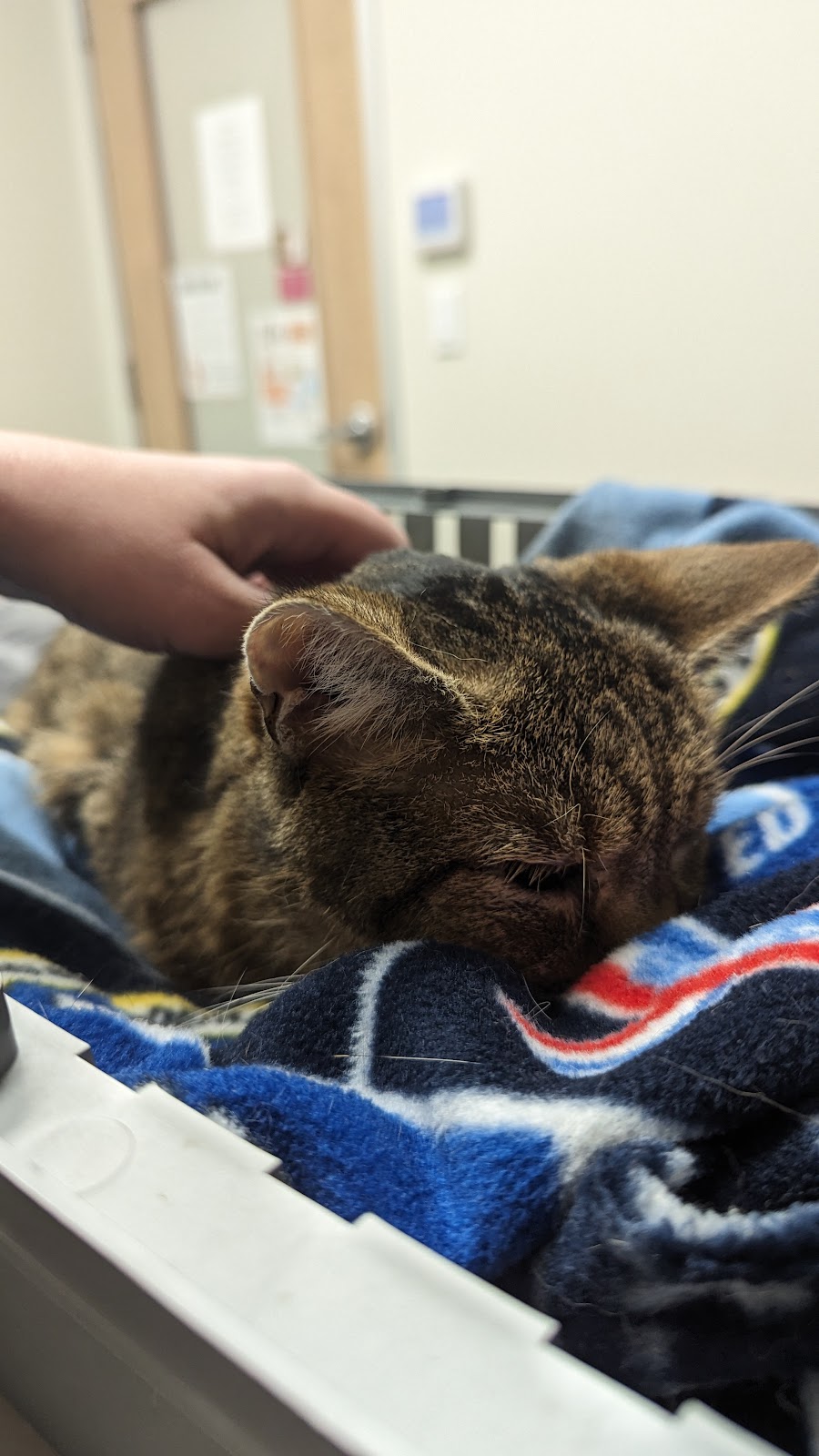 All About Cats Veterinary Hospital | 6501 132nd Ave NE, Kirkland, WA 98033, USA | Phone: (425) 636-8201