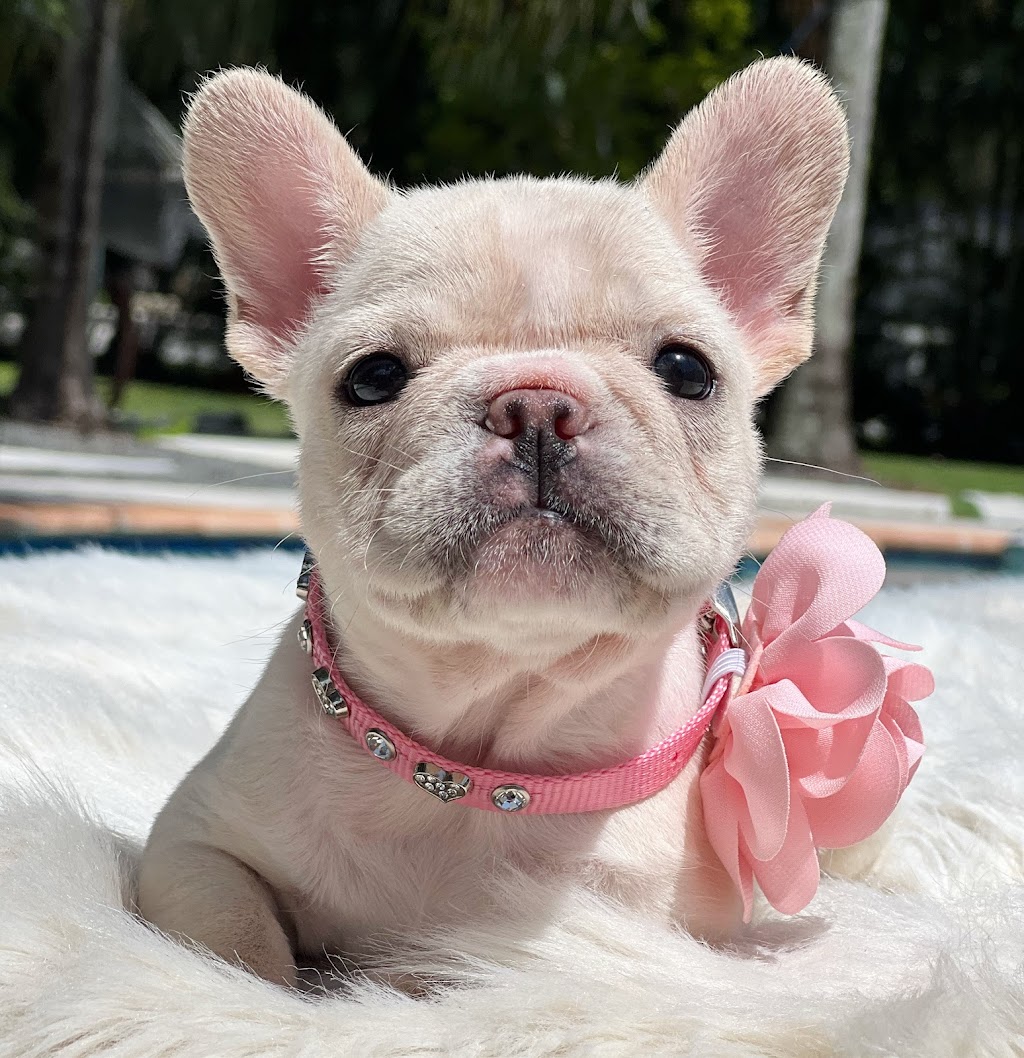 Puppy Love Florida | 773 NW 170th Terrace, Pembroke Pines, FL 33028, USA | Phone: (954) 706-1152