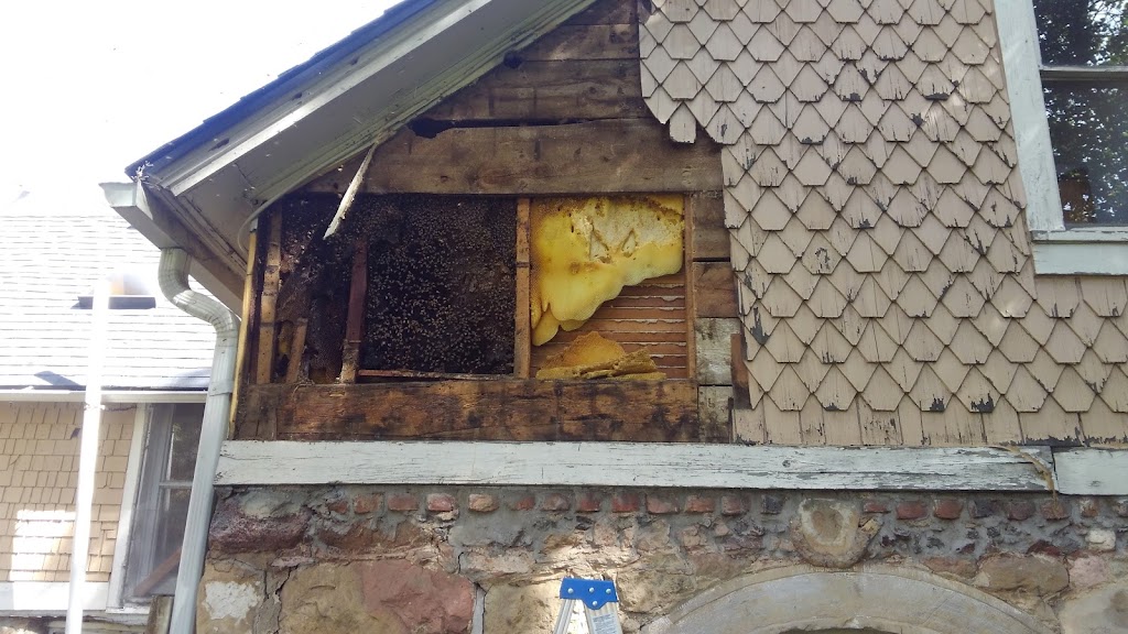 Bee and Wasp Removal Service | 7873 S Estes Ct, Littleton, CO 80128, USA | Phone: (303) 906-9354