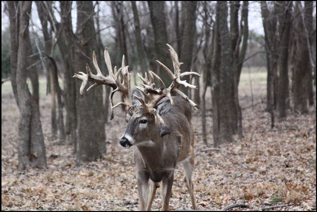 Pogany Whitetails | 20182 Indian Rd, Kellyville, OK 74039, USA | Phone: (918) 521-5018