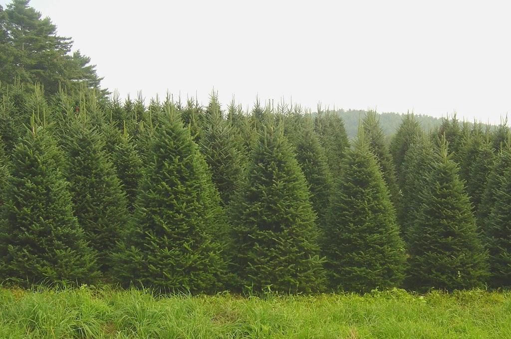 Santas Christmas Trees | 525 New Shackle Island Rd, Hendersonville, TN 37075, USA | Phone: (615) 467-4001