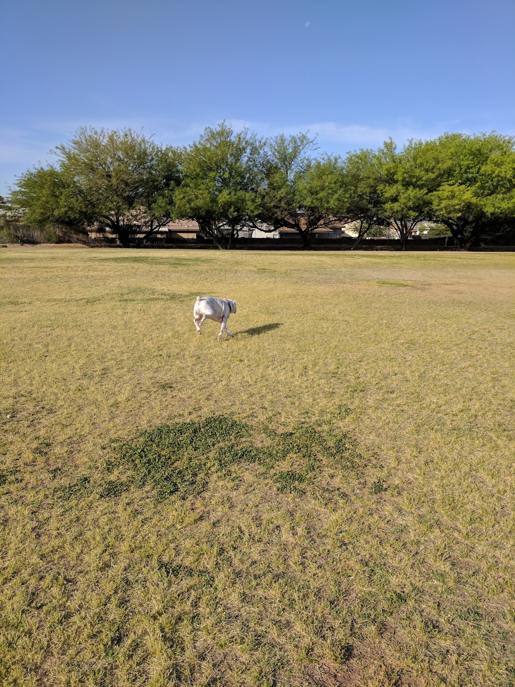 DeGrazia Elementary School | 5051 W Overton Rd, Tucson, AZ 85742, USA | Phone: (520) 579-4800