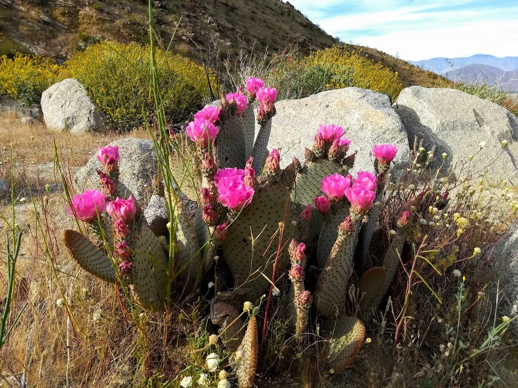 Hellhole Palms | Anza-Borrego Desert State Park, Palm Canyon Dr, Ranchita, CA 92066, USA | Phone: (760) 767-3385