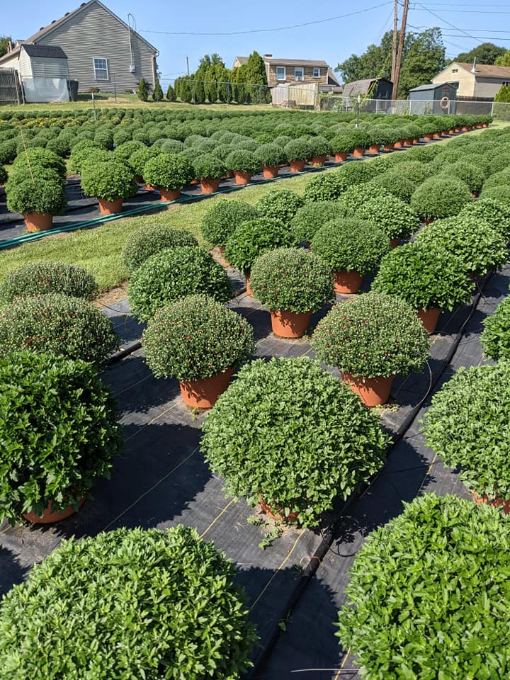 Grant Line Garden Center & Nursery | 2223 Grant Line Rd, New Albany, IN 47150, USA | Phone: (812) 945-5676