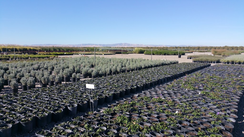 Hollandia Nursery Inc. | 6012 Woodland Ave, Modesto, CA 95358, USA | Phone: (209) 523-1006