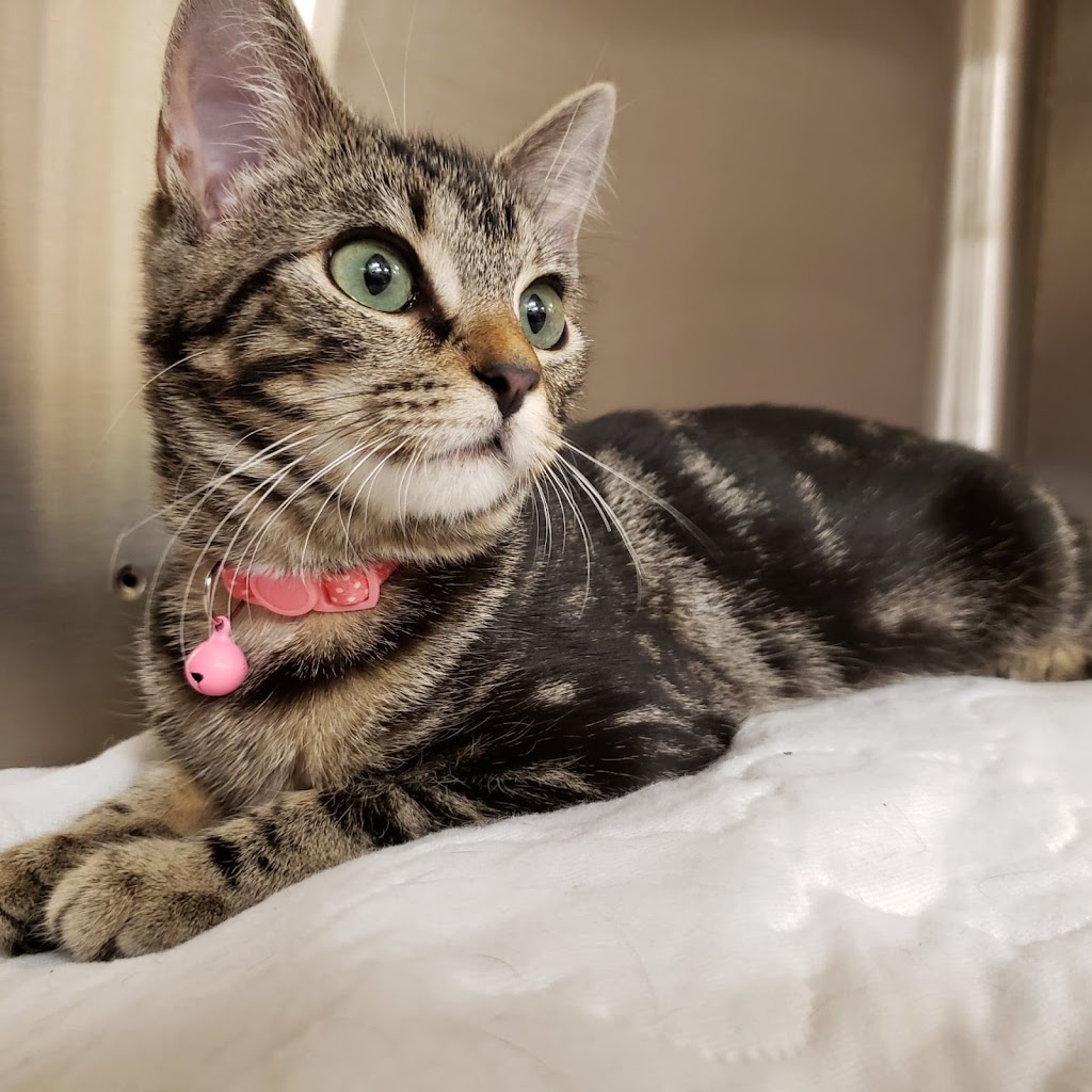 Harmony Hill Animal Hospital | 23520 Overland Dr Suite 110, Sterling, VA 20166, USA | Phone: (571) 200-8500