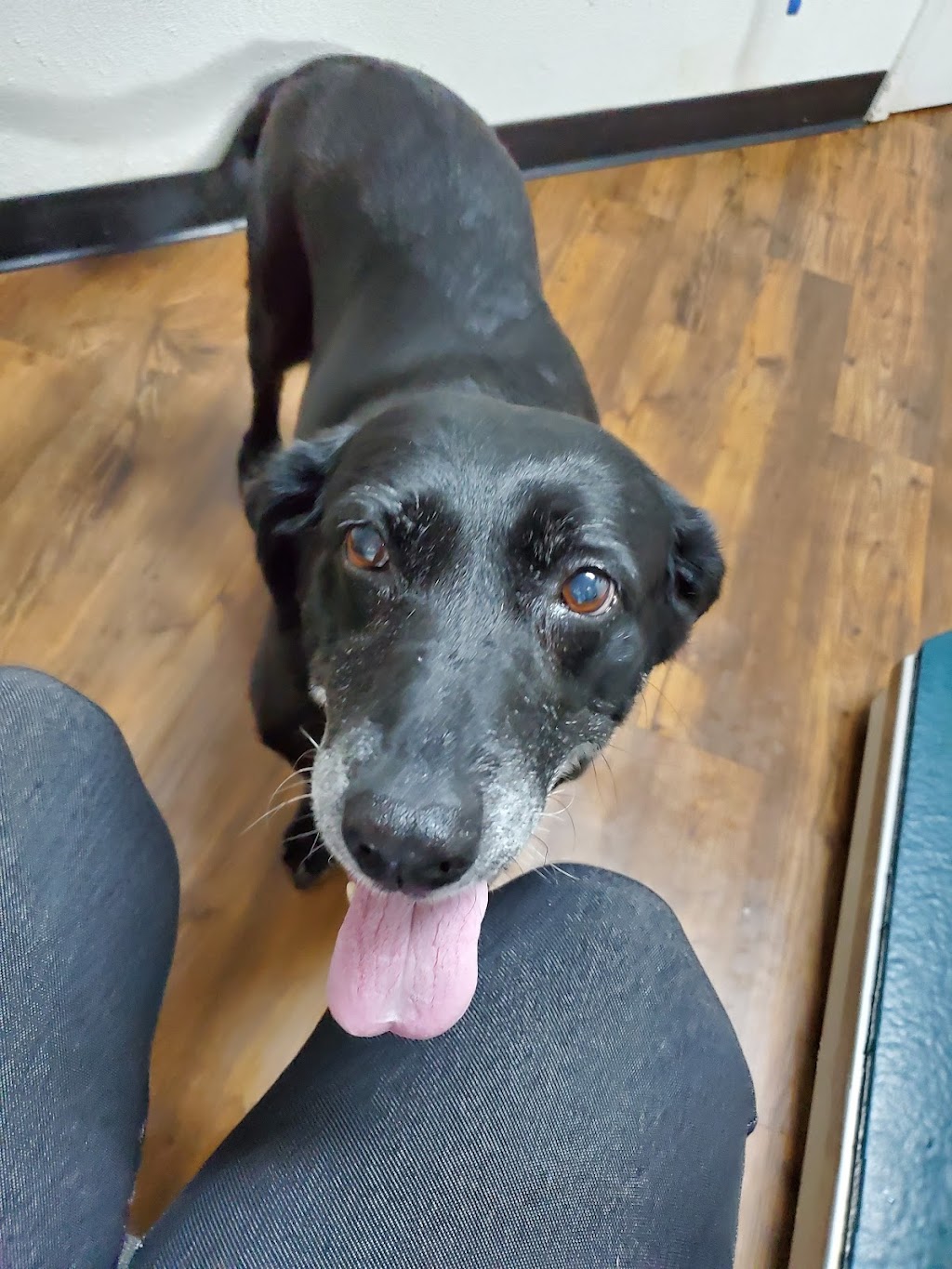 Diamond L Veterinary Services | 1307 W South Commerce St, Wills Point, TX 75169, USA | Phone: (972) 284-9553