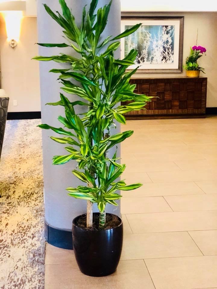 Fresh Indoor Plants | 1046 E 4th St, Ontario, CA 91764, USA | Phone: (909) 770-2098