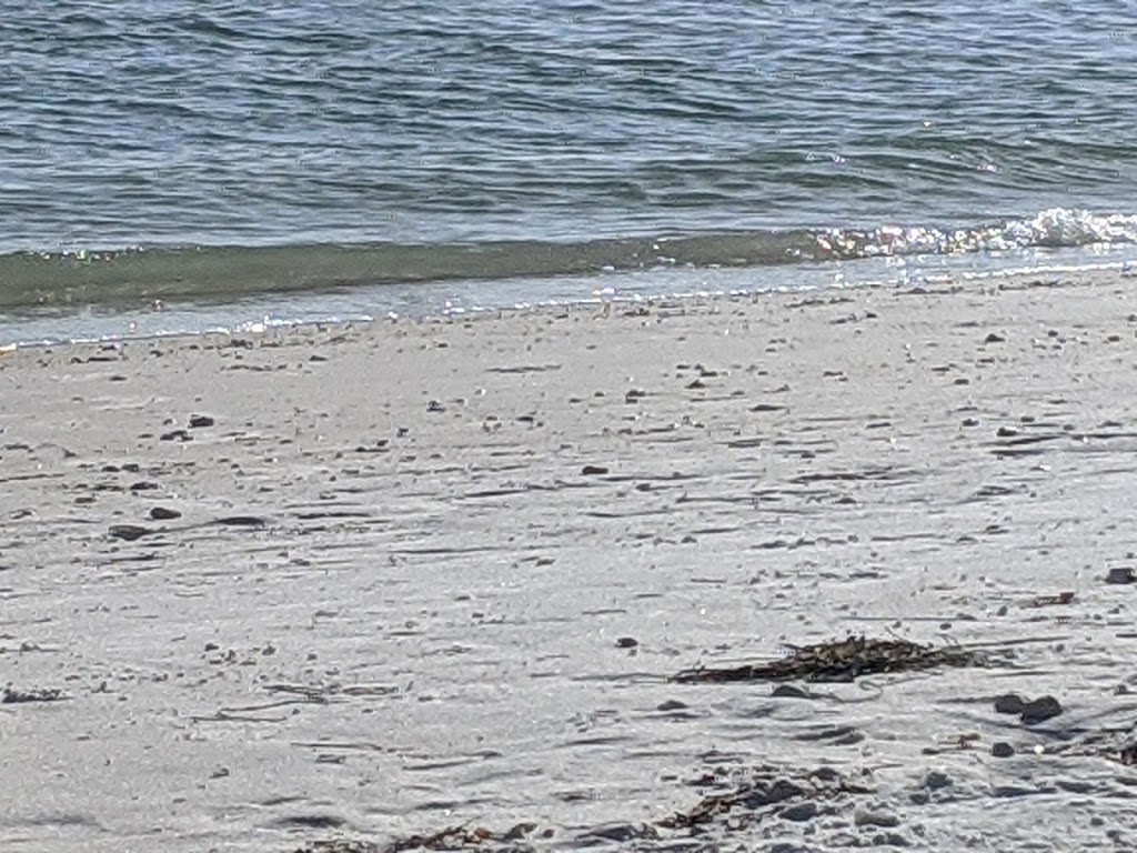 Honeymoon Island State Park Pet Beach | Honeymoon Island, Dunedin, FL 34698, USA | Phone: (727) 241-6106