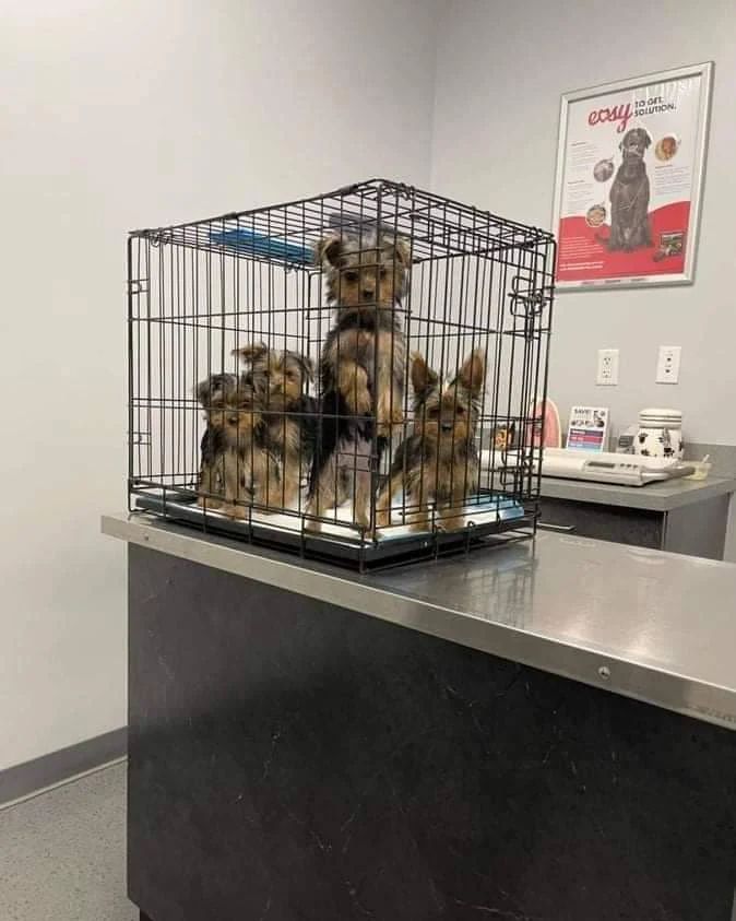 Yorkie Puppies For Sale In California | 14870 Cheyenne Pl, Victorville, CA 93277, USA | Phone: (559) 794-2092