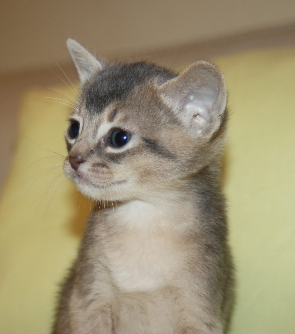 Bimini Bengal & Abyssinian cats kittens cattery | 2721 Haring St, Brooklyn, NY 11235, USA | Phone: (917) 407-8959
