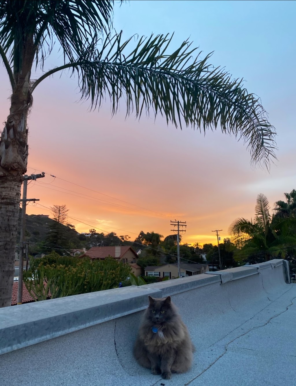 Martinas Transportation | 449 Rosemont St, La Jolla, CA 92037, USA | Phone: (858) 401-0877