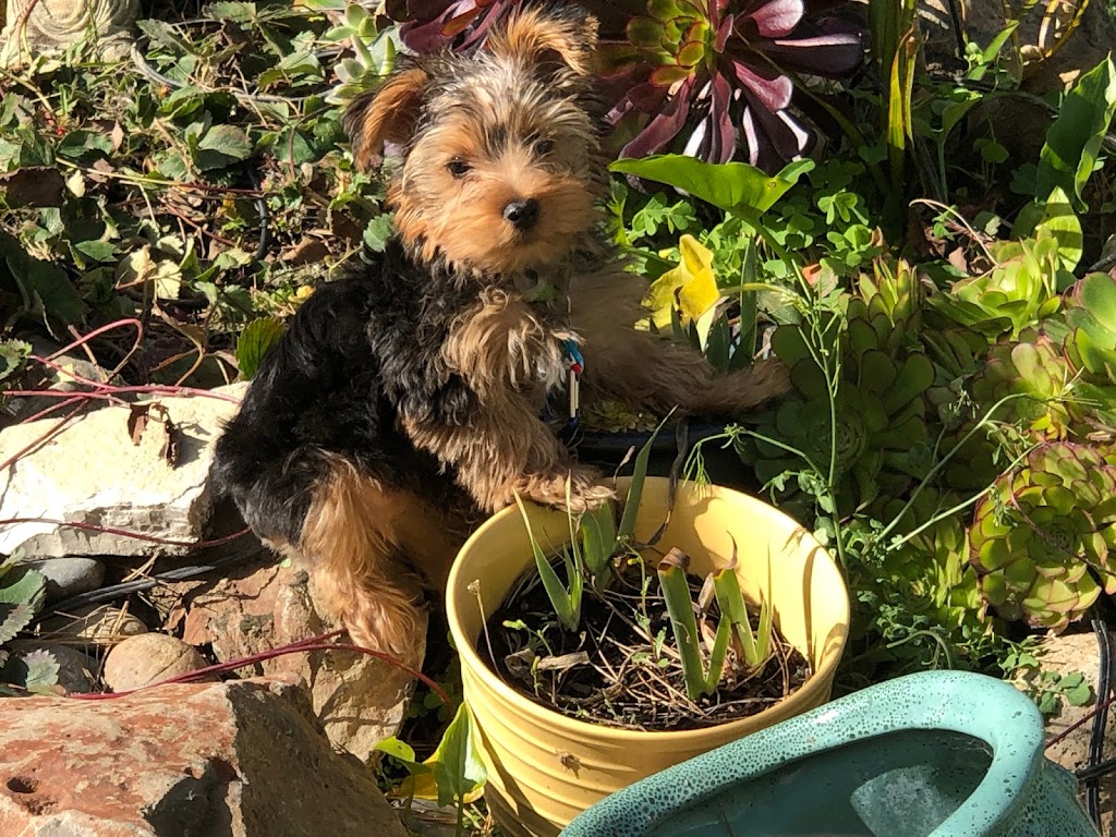 Tiny Yorkie Kisses | 7215 pleasant valley, Vacaville, CA 95688, USA | Phone: (707) 720-9042