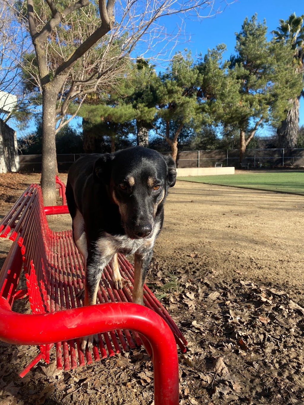 Miyuki Dog Park | San Jose, CA 95119, USA | Phone: (408) 535-3570