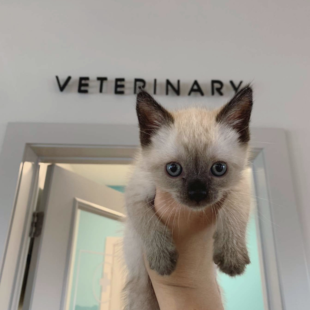 Pet Paradise Veterinary Clinic | 8795 Holly Springs Rd, Apex, NC 27539, USA | Phone: (919) 890-8850