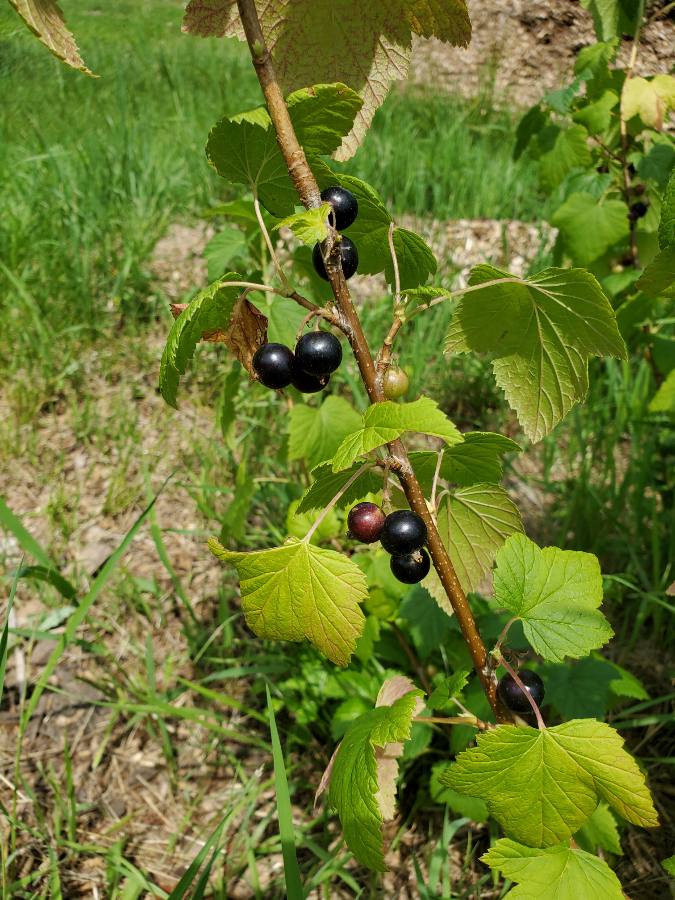 Wellspring Education Center & Organic Farm | 4382 Hickory Rd, West Bend, WI 53090, USA | Phone: (262) 675-6755