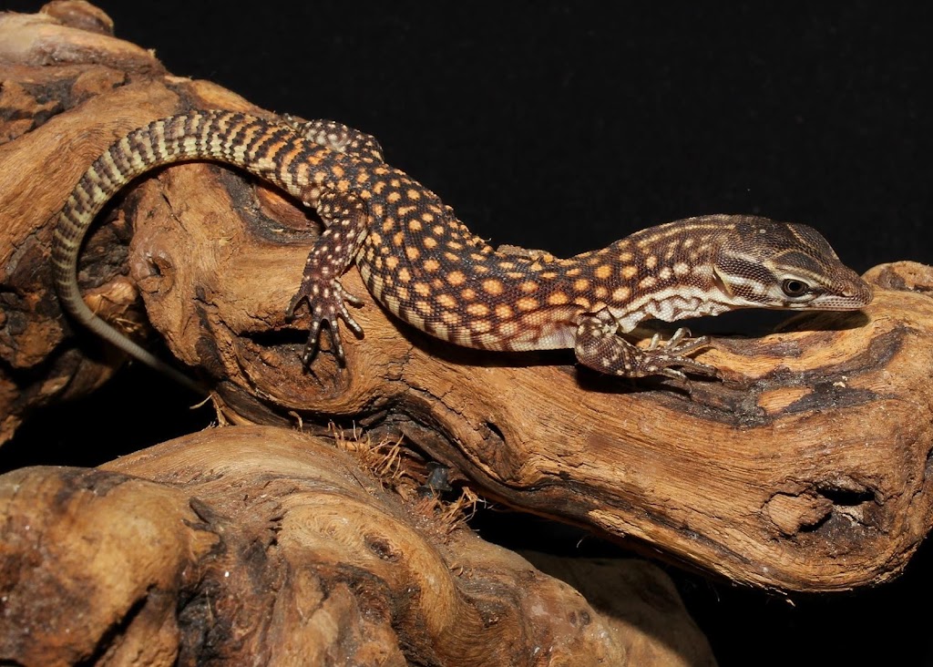 SATOO Reptiles and Aquatics | 1733 Pearl Rd, Brunswick, OH 44212, USA | Phone: (330) 741-3931