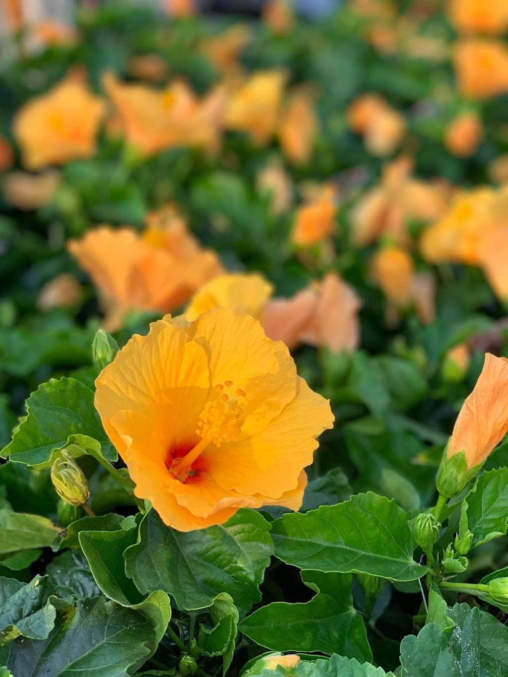 Premier Nursery | 1501 Airport Fwy, Euless, TX 76040, USA | Phone: (817) 685-0932