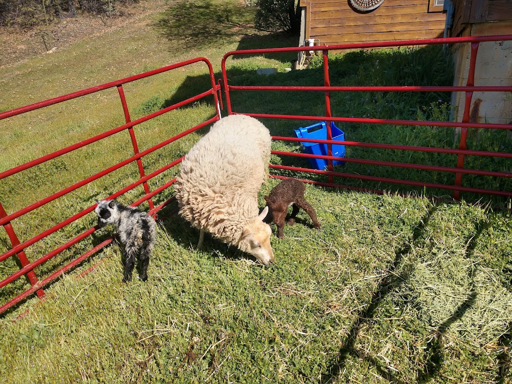 Funny Farm Petting Zoo | 15162 Ponderosa Ln, Auburn, CA 95603, USA | Phone: (916) 407-9867